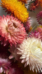A close-up of Strawflower Helichrysum Swiss Giant Mix by Bishy Barnabees Cottage Garden, showcasing vibrant pink, white, yellow, and orange papery-petaled blooms in a textured floral arrangement.