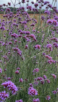 Bishy Barnabees Cottage Garden’s Verbena bonariensis features tall green stems topped with clusters of small purple flowers, creating a vibrant, butterfly-attracting display against hints of grassy fields in the background.