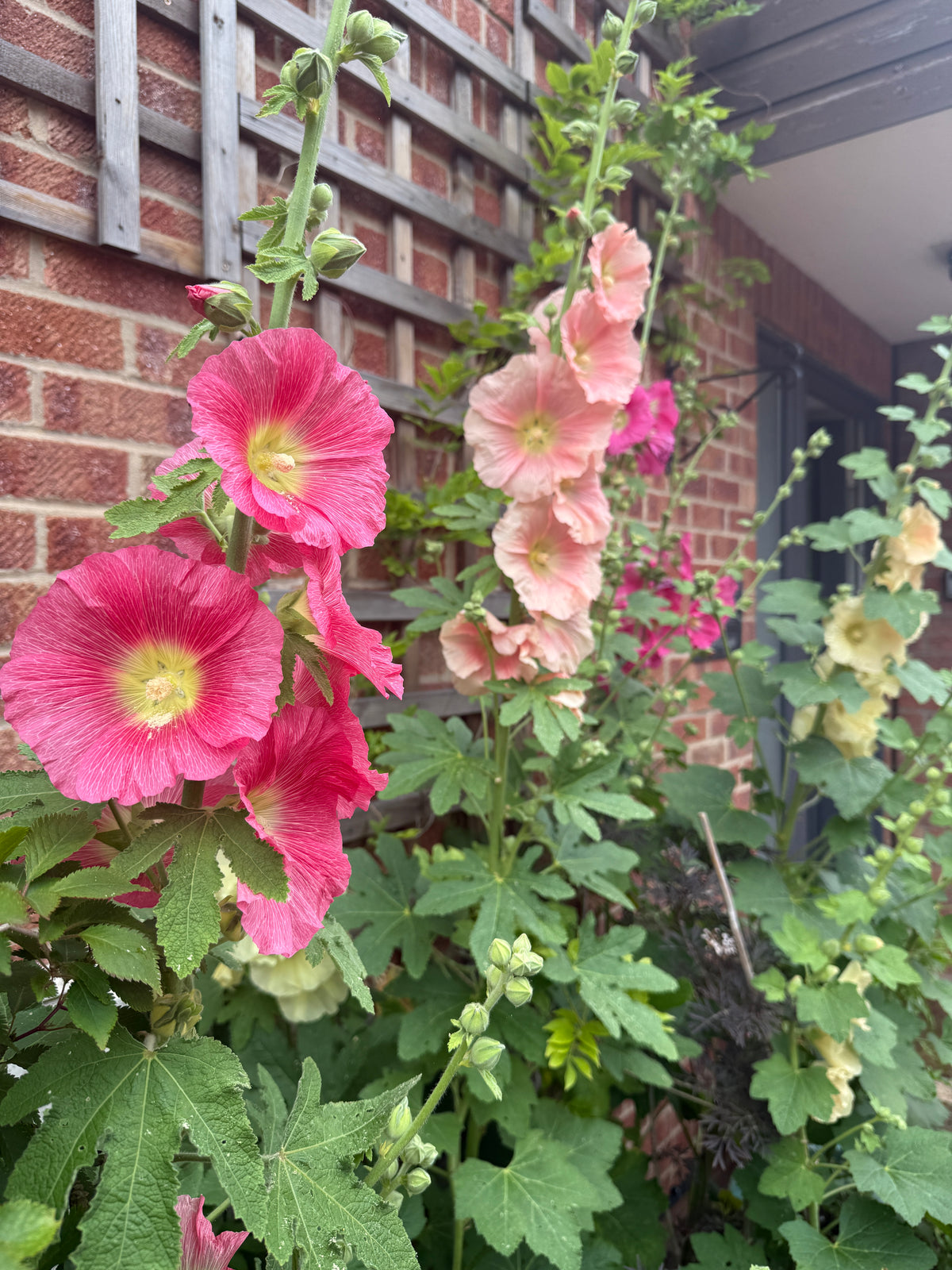 Hollyhock Bishy Barnabee Mix