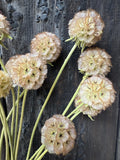 Scabious Stellata Seed Heads Dried by Bishy Barnabees Cottage Garden feature delicate, papery, round seed heads on slender stems, beautifully arranged against a dark, rustic wooden background.