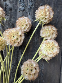 Scabious Stellata Seed Heads Dried by Bishy Barnabees Cottage Garden feature delicate, papery, round seed heads on slender stems, beautifully arranged against a dark, rustic wooden background.