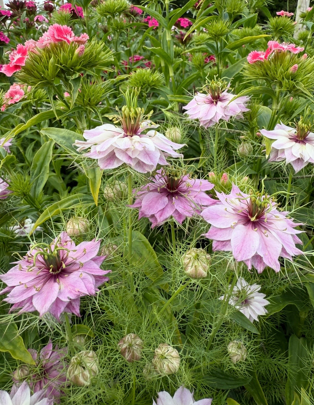 Pink and white Nigella Mulberry Rose flowers with feathery foliage and burgundy-striped seed pods