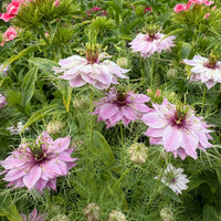Pink and white Nigella Mulberry Rose (Love-in-a-mist) from Bishy Barnabees Cottage Garden bloom with feathery green foliage, antique rose-berry flowers, and burgundy-striped seed pods for a lush, colorful display.
