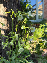 Nicotiana Starlight Dancer