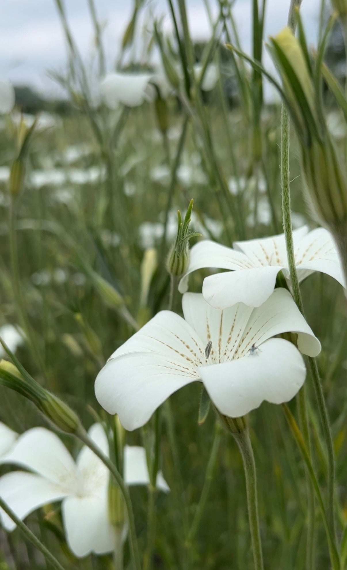 Close-up of delicate white blooms from Corncockle Bianca by Bishy Barnabees Cottage Garden Ltd, showing pale green stems and buds in a field, with more blurred flowers in the background beneath an overcast sky.