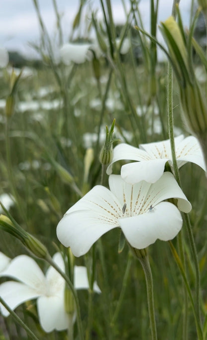 Close-up of delicate white blooms from Corncockle Bianca by Bishy Barnabees Cottage Garden Ltd, showing pale green stems and buds in a field, with more blurred flowers in the background beneath an overcast sky.