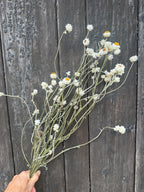 Ammobium Dried | Winged Everlasting | Norfolk 50-70cm