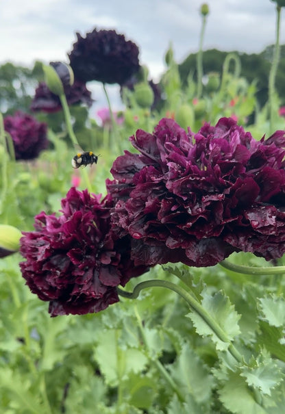 A close-up of Bishy Barnabees Cottage Garden’s Poppy Black Peony shows ruffled, deep purple blooms with a bee nearby. More flowers and green foliage fill the background—ideal for dried flower arrangements.