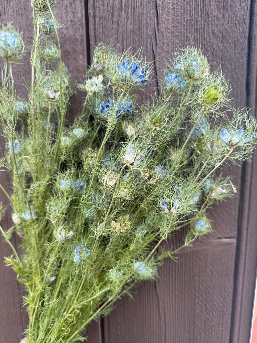 Dried Nigella Flowers