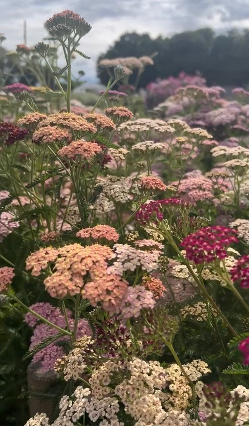 Clusters of Achillea Pastel Mixed blooms by Bishy Barnabees Cottage Garden Ltd in pink, peach, white, and magenta fill the foreground, their petals softly curved above green stems stretching into the background beneath a cloudy sky.