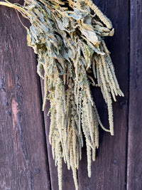 Amaranthus Dried | Green Cascading Norfolk Grown