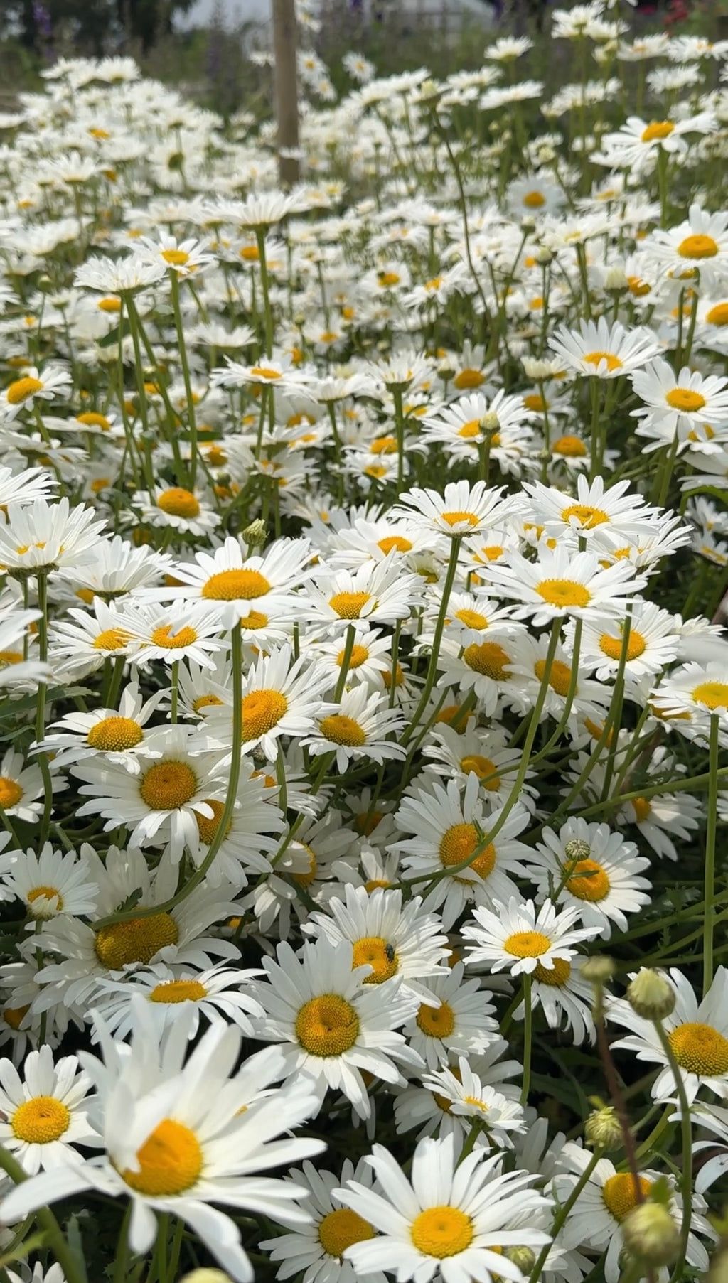 A dense field of blooming white Oxeye Daisies by Bishy Barnabees Cottage Garden features yellow centers and long green stems, creating a lush wildflower scene—perfect for rewilding your garden.
