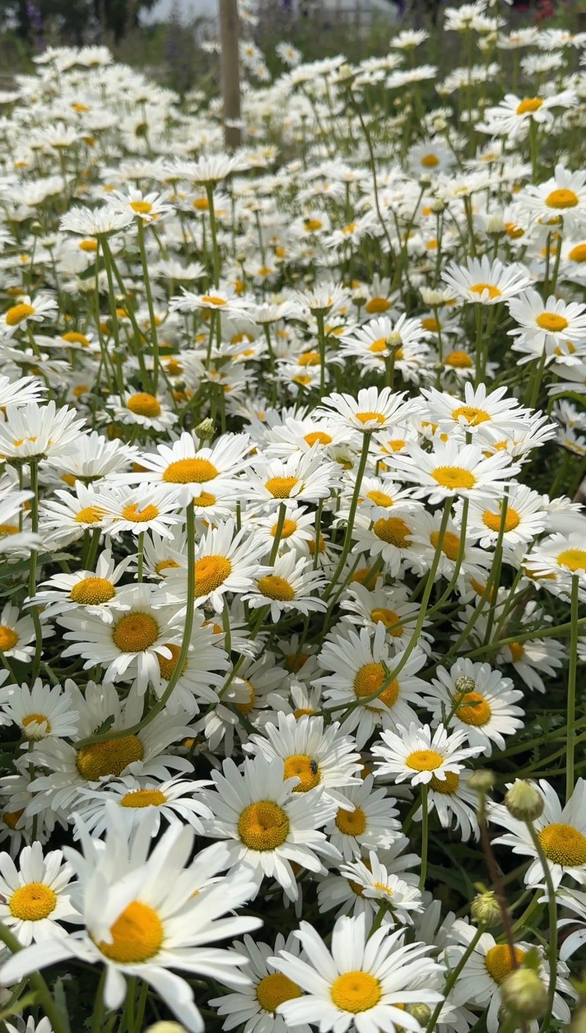 A dense field of blooming white Oxeye Daisies by Bishy Barnabees Cottage Garden features yellow centers and long green stems, creating a lush wildflower scene—perfect for rewilding your garden.