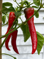 Cyklon Chilli
