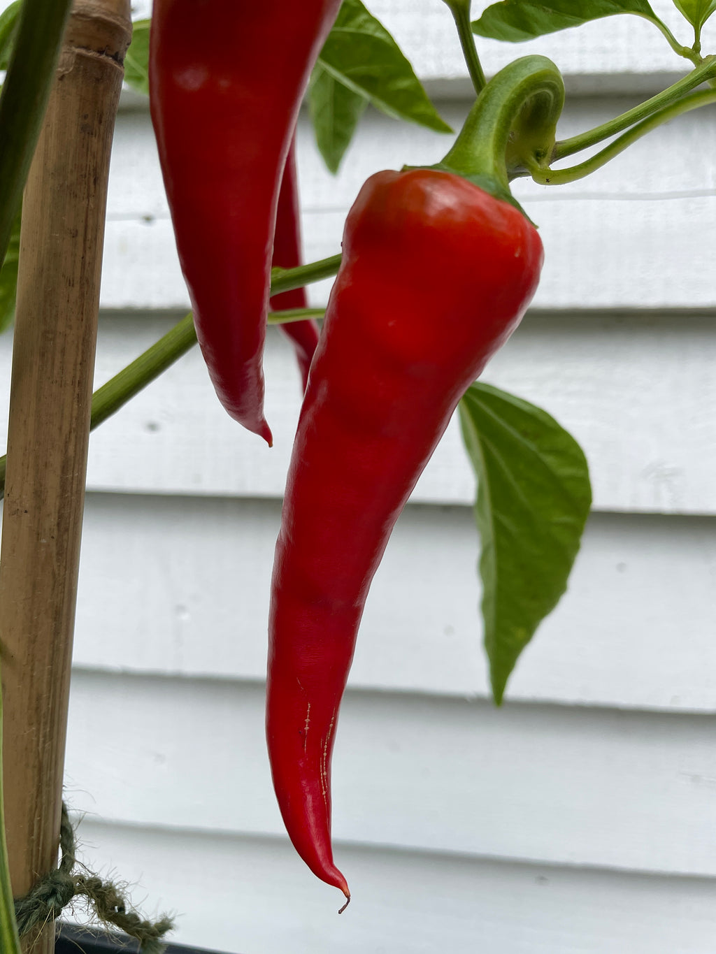 Cyklon Chilli