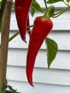 Cyklon Chilli