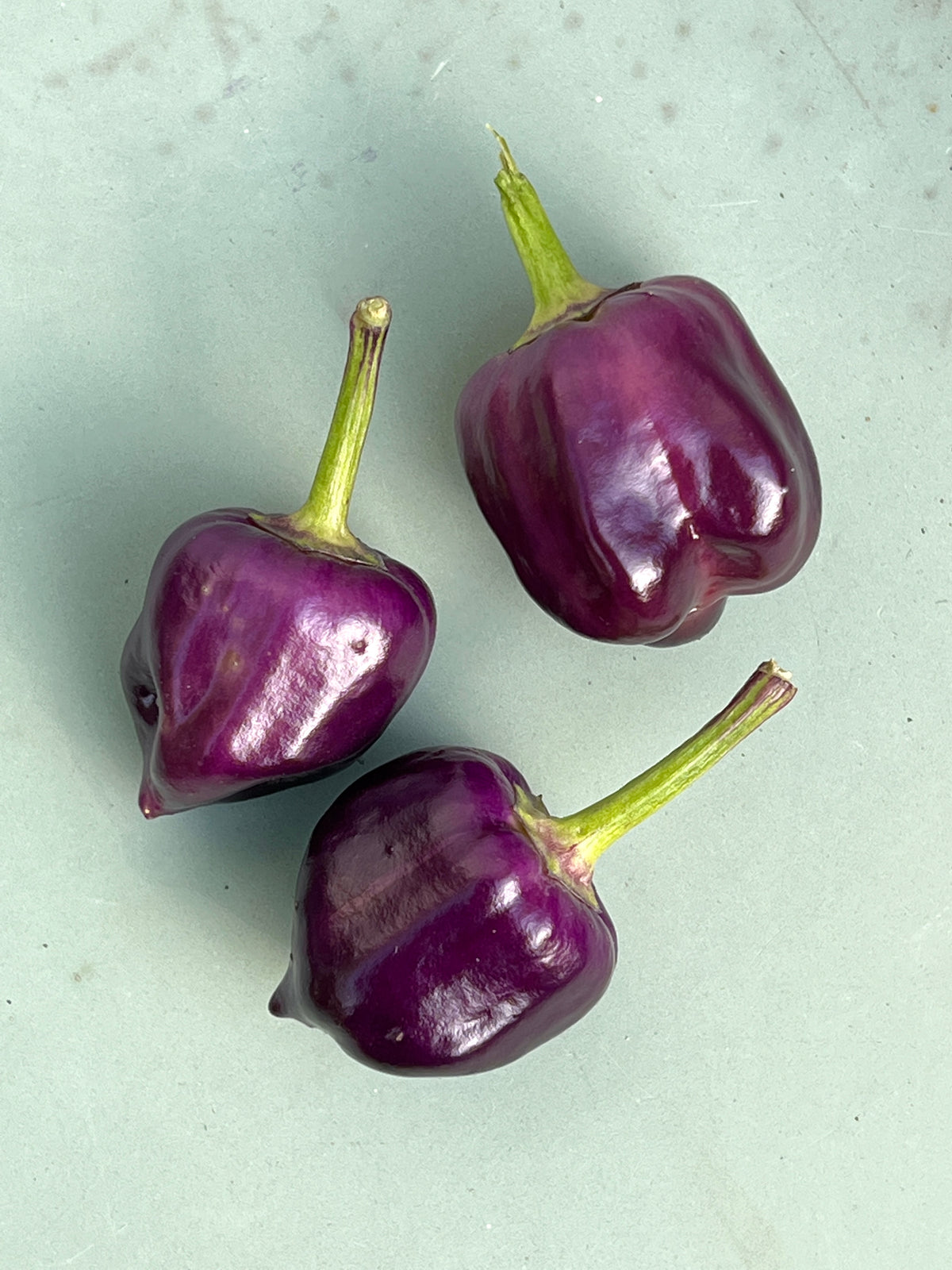 Purple Pumpkin Chilli