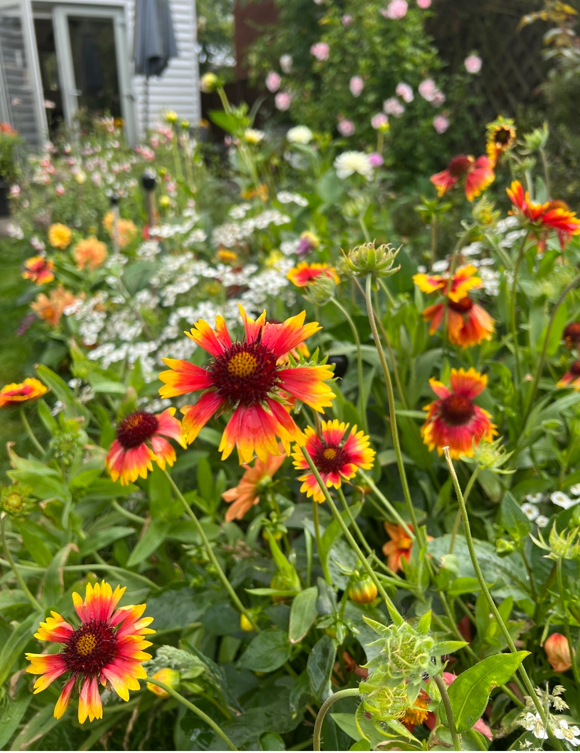 Vibrant Gaillardia Aristata Bicolour Goblin flowers featuring red and yellow petals in a colorful garden setting.