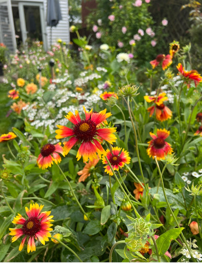 Vibrant Gaillardia Aristata Bicolour Goblin flowers featuring red and yellow petals in a colorful garden setting.