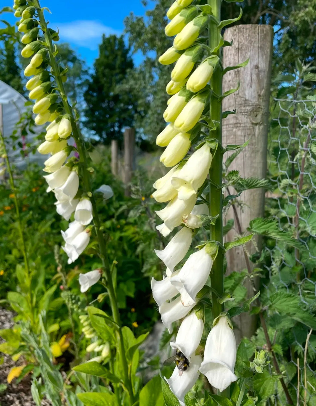 Tall stalks of Foxglove Alba White from Bishy Barnabees Cottage Garden bloom beside a wire fence in a cottage garden, surrounded by greenery and set against a blue sky.