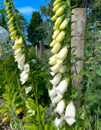 Tall stalks of Foxglove Alba White from Bishy Barnabees Cottage Garden bloom beside a wire fence in a cottage garden, surrounded by greenery and set against a blue sky.