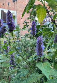 Agastache Liquorice Blue by Bishy Barnabees Cottage Garden Ltd features tall spikes of purple flowers and green leaves, blooming in a lush garden with a brick building and window softly blurred in the background.