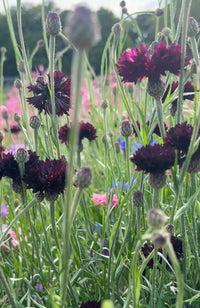 Close-up of deep purple Cornflower Black Ball blooms by Bishy Barnabees Cottage Garden Ltd, with unopened buds amid green stems in a wildflower meadow and softly blurred pink and blue cottage garden flowers behind.
