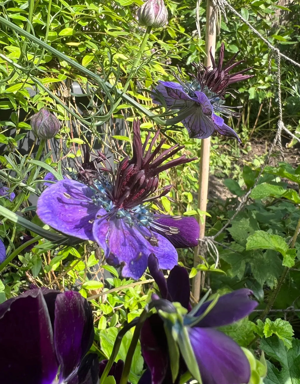 Close-up of Nigella hispanica by Bishy Barnabees Cottage Garden: vibrant violet-blue flowers and maroon blooms with spiky centers among green foliage, plus architectural seed pods forming seeds.