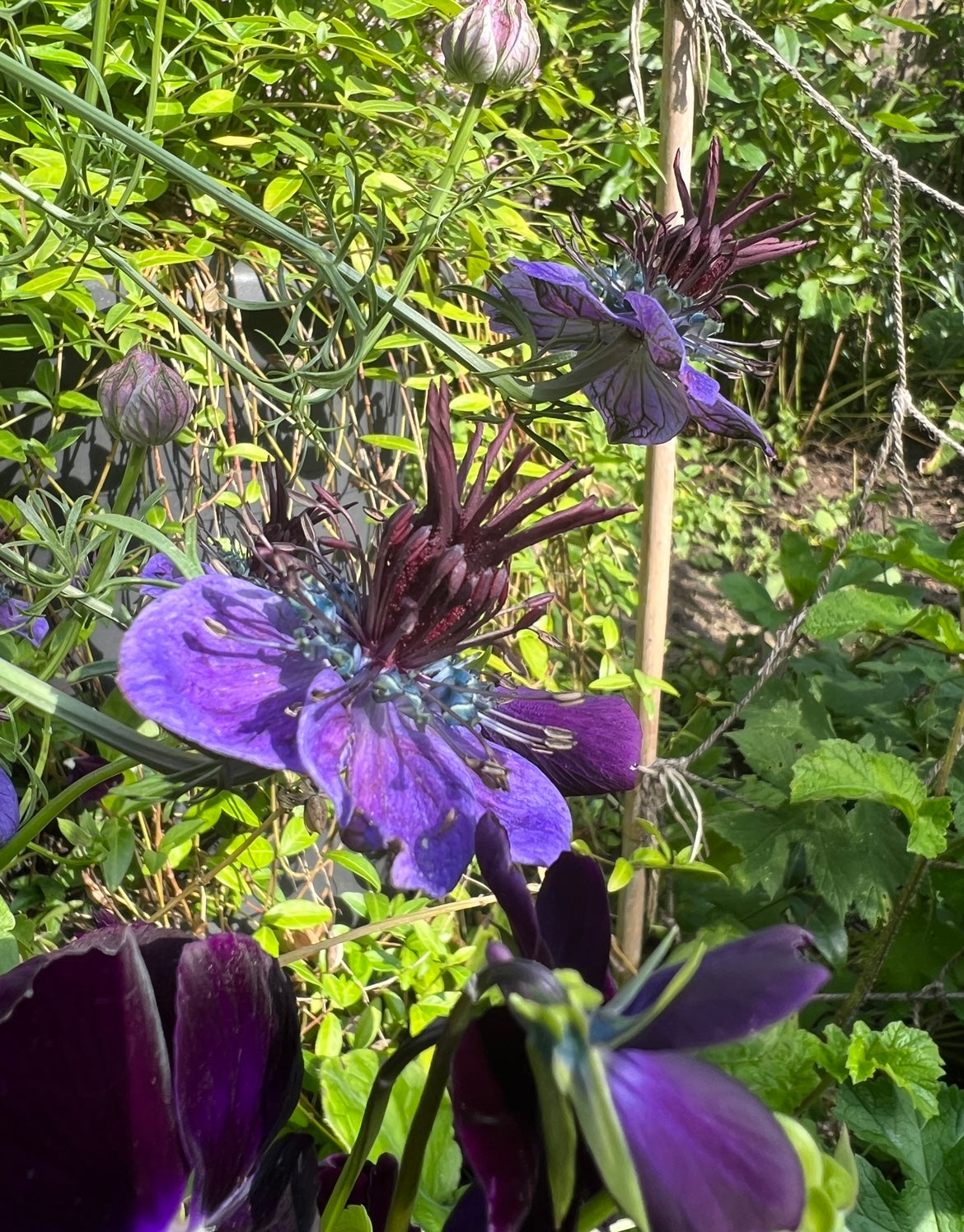 Deep purple Nigella Hispanica flowers with frothy foliage in a lush garden setting.