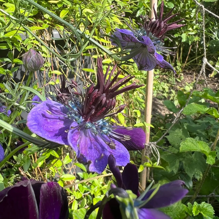 Nigella hispanica Seeds | Deep Blue Spanish Love-in-a-Mist – Bishy