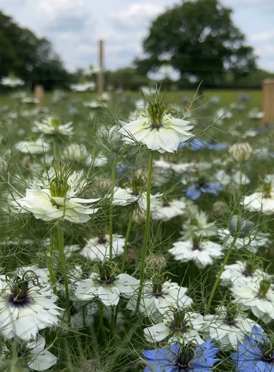 Close-up of Nigella 'Miss Jekyll' White (Love-in-a-mist) by Bishy Barnabees Cottage Garden, showing semi-double white blooms and feathery foliage in a field with blurred trees, a fence, and a partly cloudy sky in the background.