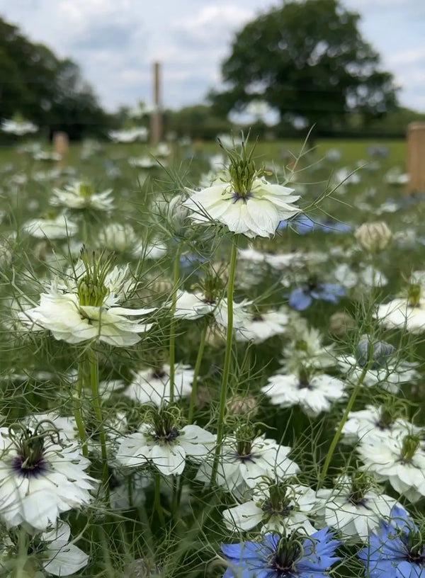 Close-up of Nigella 'Miss Jekyll' White (Love-in-a-mist) by Bishy Barnabees Cottage Garden, showing semi-double white blooms and feathery foliage in a field with blurred trees, a fence, and a partly cloudy sky in the background.