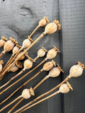 Bishy Barnabees Cottage Garden Poppy Heads Dried (Small) feature light brown, long-stemmed seed pods with star tops, arranged on a dark gray wood surface—ideal for crafting or natural home décor.