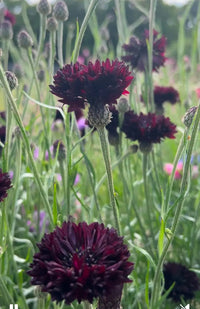 Close-up of Cornflower Black Ball by Bishy Barnabees Cottage Garden Ltd, showcasing dark burgundy blooms with spiky petals amid green stems. A blurred background hints at more flowers—ideal for cottage gardens or as unique cut flowers.