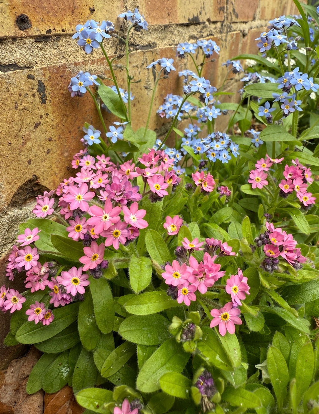 Forget-me-not Victoria Mixed