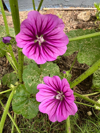 Two vivid violet-purple Malva Mystic Merlin flowers with dark veins bloom among speckled green leaves in a garden, soil and mulch visible. A rust-free alternative to Hollyhocks by Bishy Barnabees Cottage Garden.