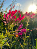 Cleome Cherry Queen (Cleome hassleriana) – pink spider flowers in golden low sunlight