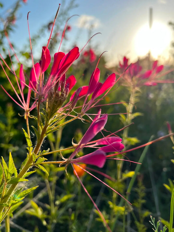Bathed in golden sunlight, Cleome Cherry Queen by Bishy Barnabees Cottage Garden Ltd features vibrant pink spider flowers with long petals—an enchanting, pollinator-friendly plant set against a blurred background and low sun.
