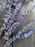 Salvia Dried by Bishy Barnabees Cottage Garden features purple-blue blooms displayed on a dark, weathered wood surface, emphasizing the delicate texture and soft color of the flowers.