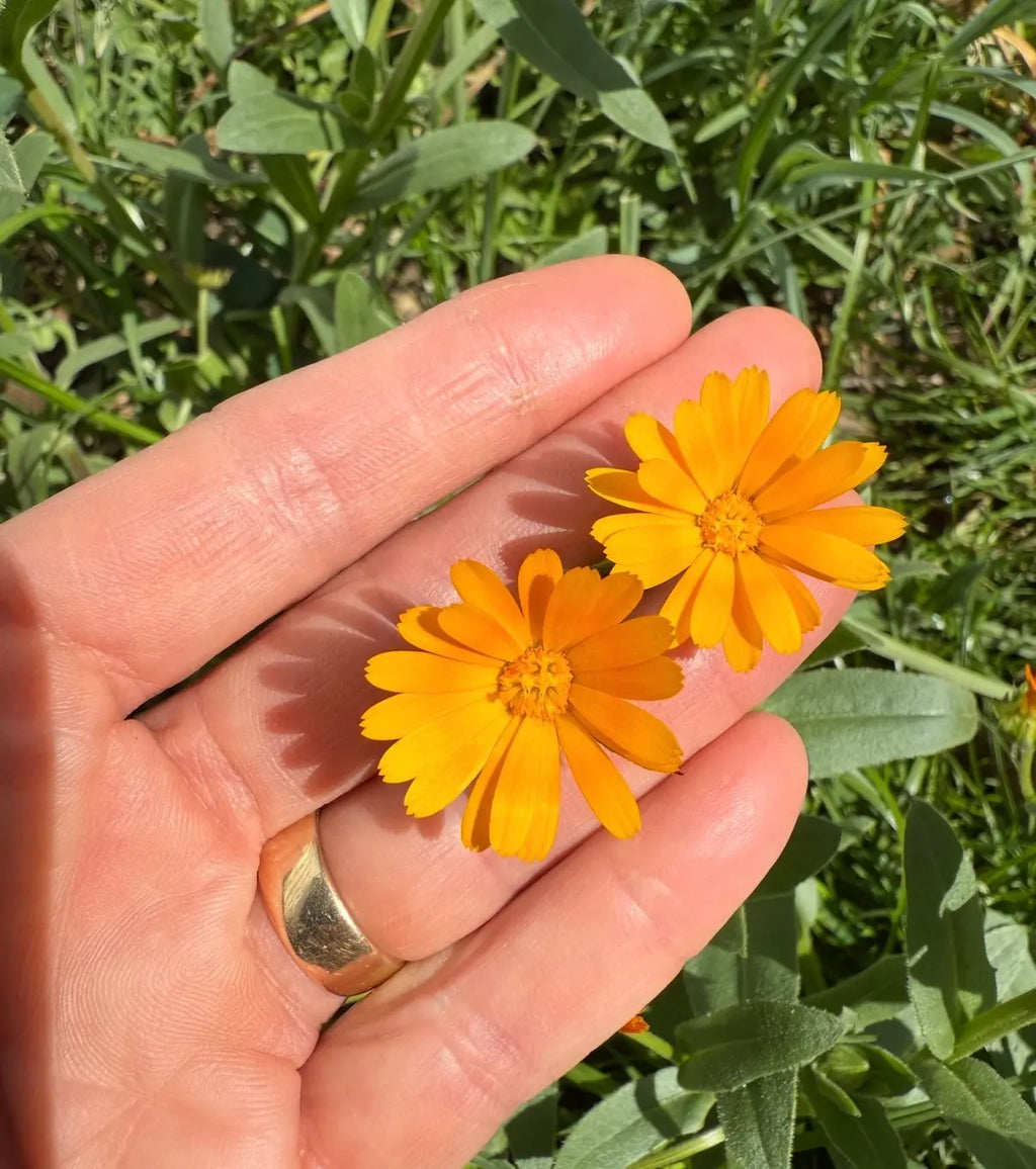 A hand with a gold ring holds two small, bright orange Calendula Wintersun flowers from Bishy Barnabees Cottage Garden Ltd outdoors, surrounded by green foliage and grass.