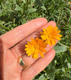 A hand with a gold ring holds two small, bright orange Calendula Wintersun flowers from Bishy Barnabees Cottage Garden Ltd outdoors, surrounded by green foliage and grass.