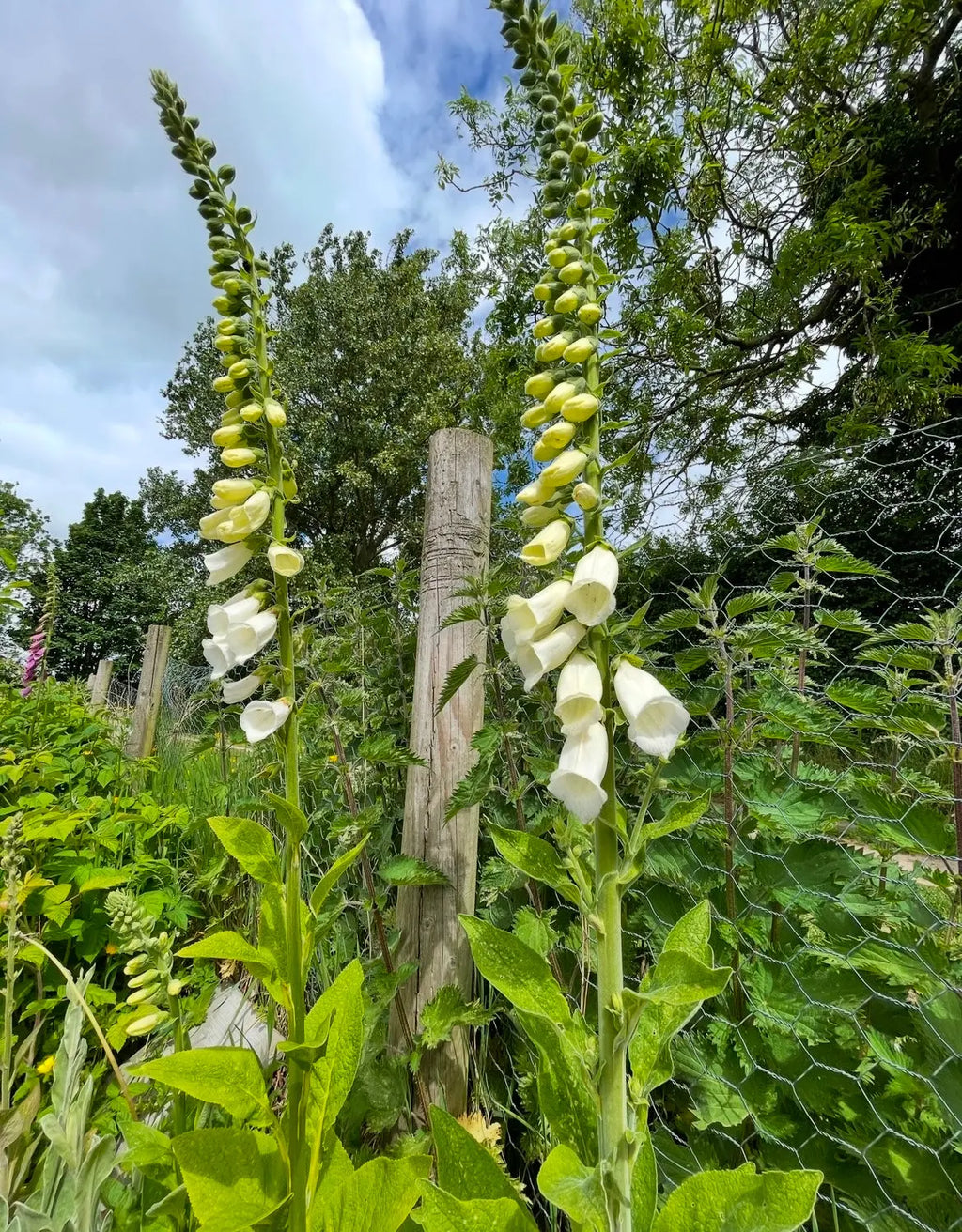 Foxglove Alba White by Bishy Barnabees Cottage Garden grows tall beside a wire fence and wooden posts in a lush garden, with trees and a cloudy blue sky in the background.