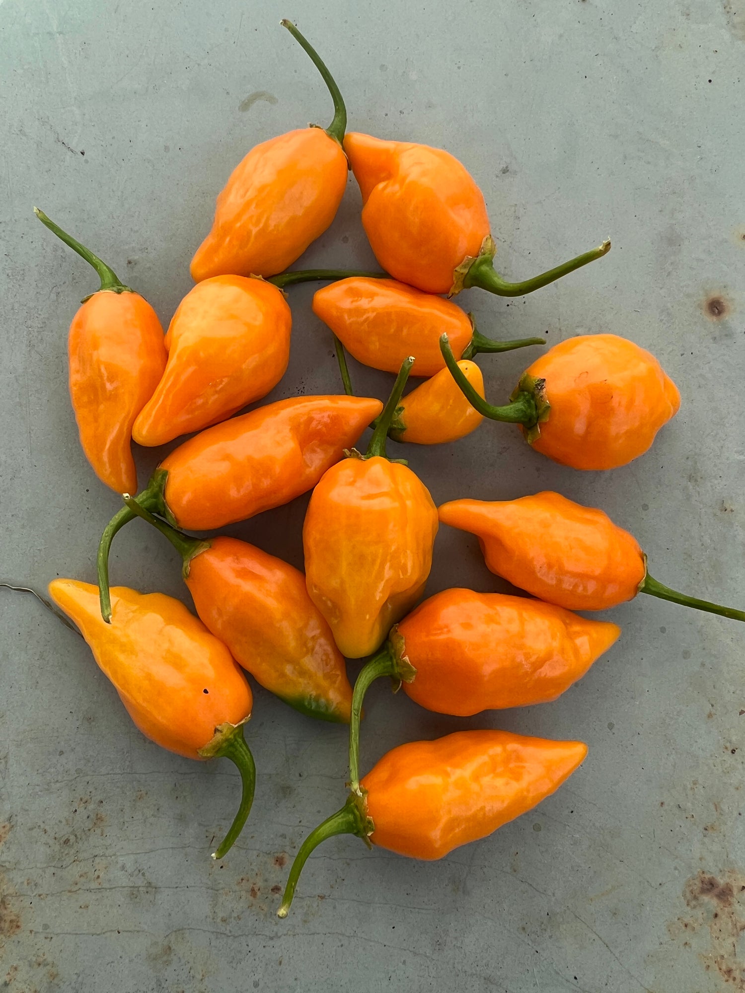 Bright orange Habanero Tabaquite chillies, known for their heat and unique flavor, ideal for spicy dishes and gardening.