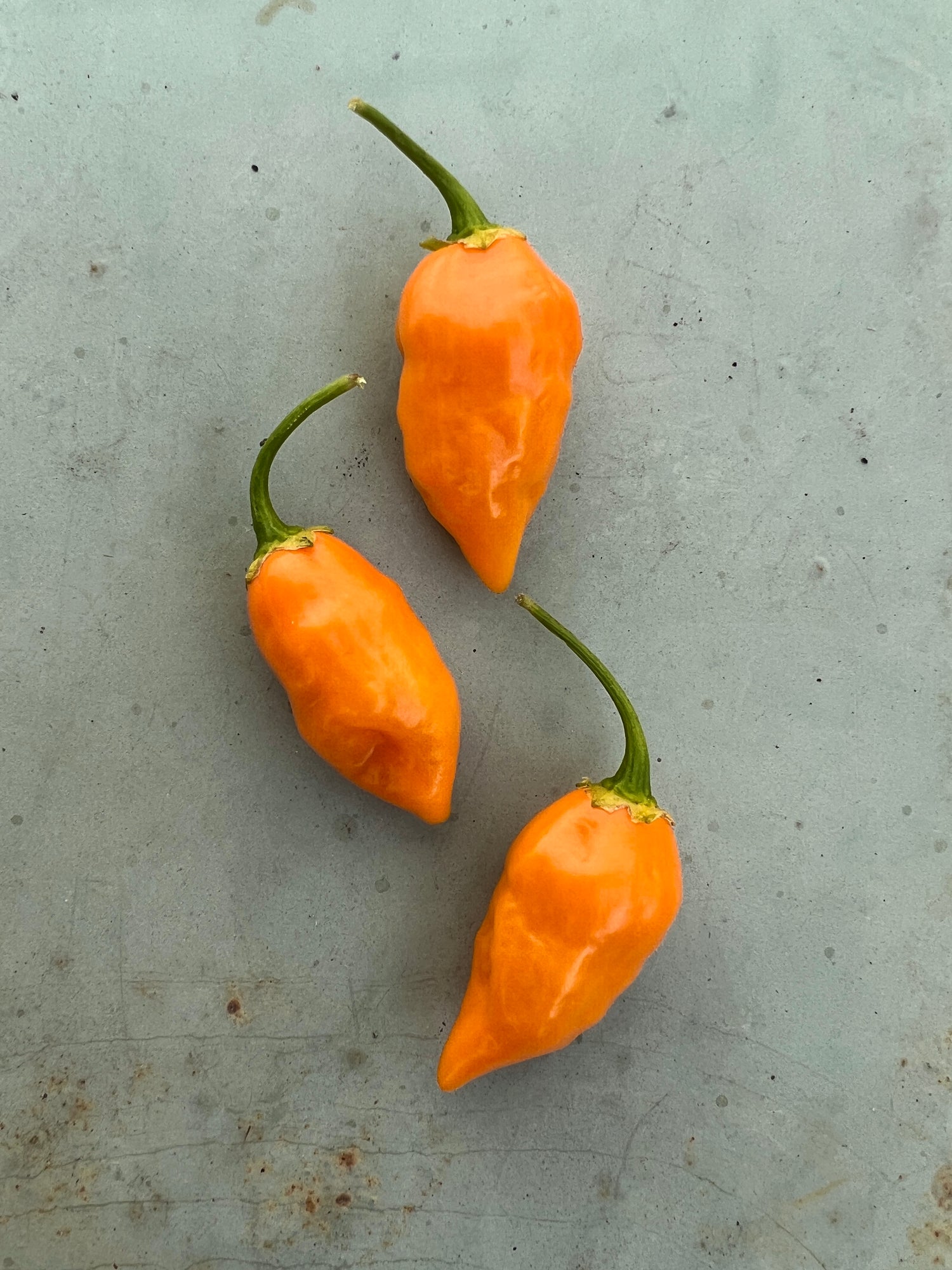 Three bright orange Habanero Tabaquite chilies on a light surface, showcasing their shape and color.