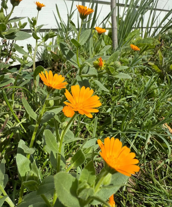 Calendula Wintersun by Bishy Barnabees Cottage Garden Ltd features bright orange, cold-tolerant blooms with green leaves, growing among tall grass in a sunny garden with a white wall and wooden post in the background.
