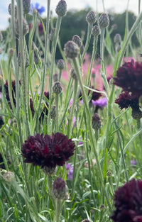 Close-up of Cornflower Black Ball by Bishy Barnabees Cottage Garden Ltd—dark burgundy wildflowers with tall green stems and buds, ideal for rich color in cut flower arrangements or to enhance a cottage garden.