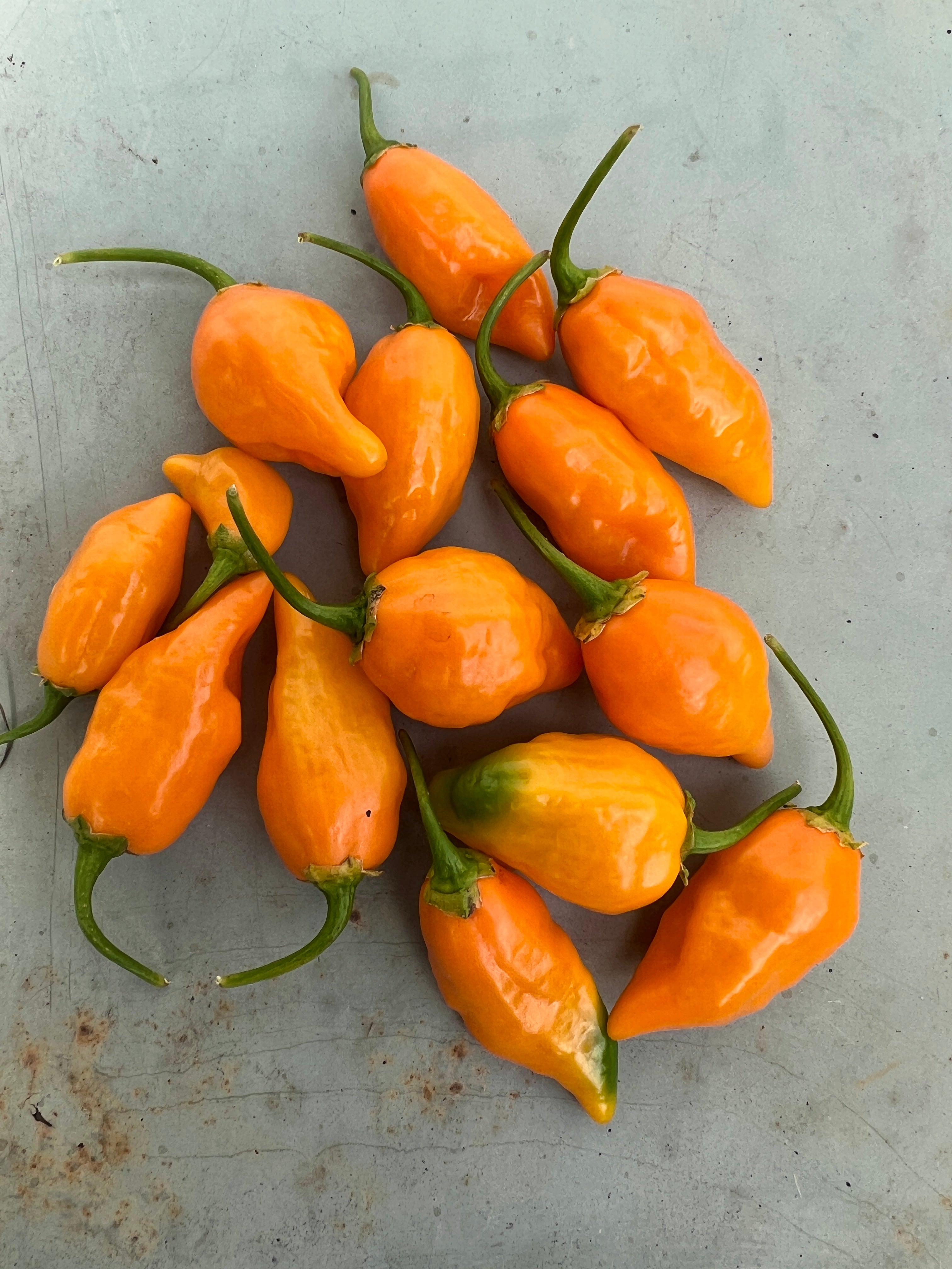 Habanero Tabaquite chillies, yellow-orange pods, known for high Scoville heat rating, ideal for spicy dishes.