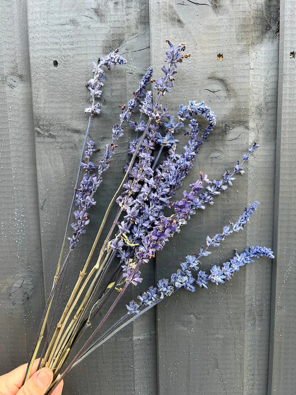 A hand holds a small bunch of Salvia Dried by Bishy Barnabees Cottage Garden, featuring blue Mealy Cup Sage flowers, set against a gray wooden fence background.