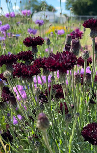 A close-up of Cornflower Black Ball wildflowers by Bishy Barnabees Cottage Garden Ltd reveals dark red-purple blooms in a sunlit field, with blurred green stems and cottage garden flowers in purple and yellow shades behind.