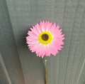 A single Acroclinium Strawflower from Bishy Barnabees Cottage Garden Ltd is attached to a vertical gray wooden wall, its pink and yellow hues contrasting beautifully with the textured background—inspiration for resin art.